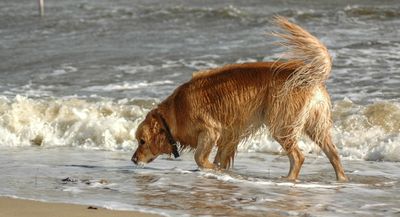 Lulu the Dog
