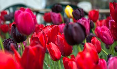 Flowers & Plants