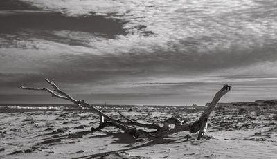 Monochrome