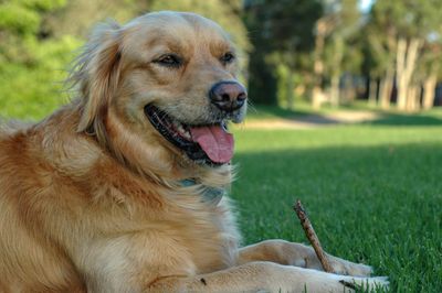 Lulu the Dog
