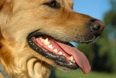 Lulu the Dog