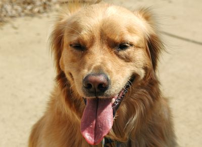 Lulu the Dog