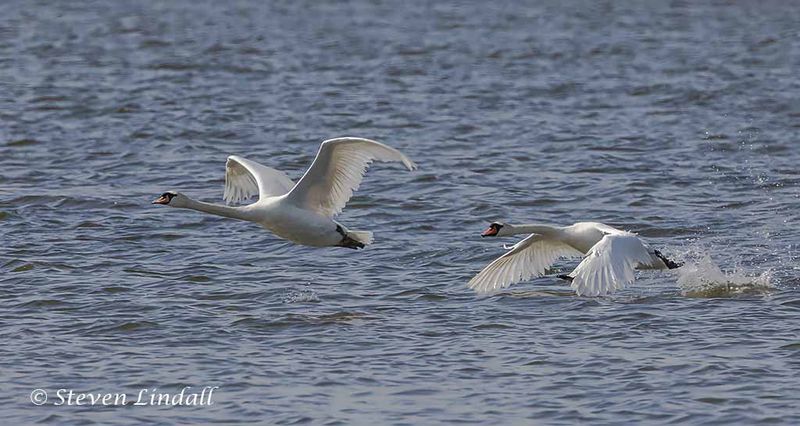 Mute Swans