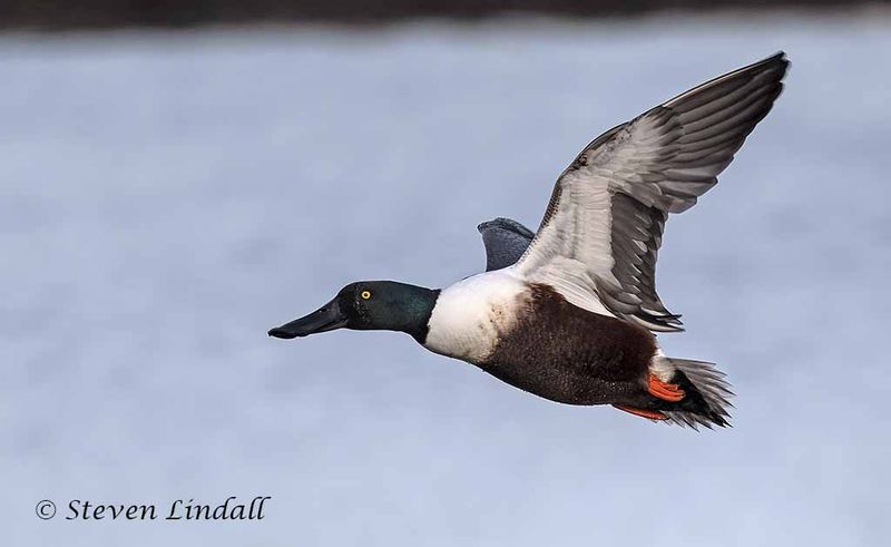 Shoveler