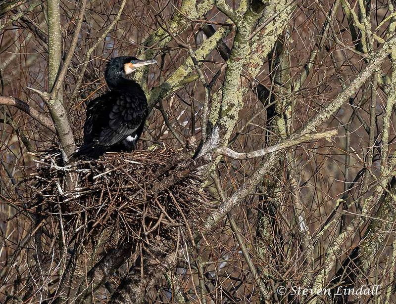 Cormorant