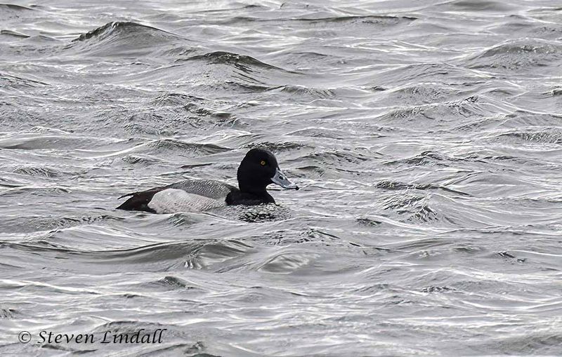 Lesser Scaup