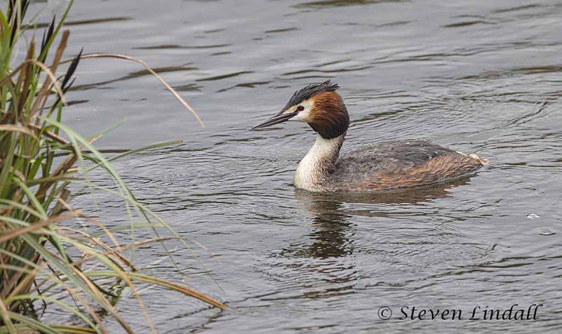 Great Crested Grebe