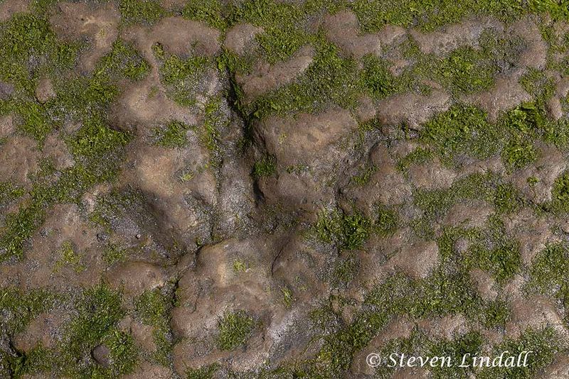 Megalasauraus Footprint