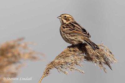 Reed Bunting - Female