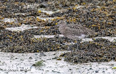 Curlew