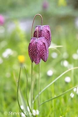 Snakes Head Fritillary