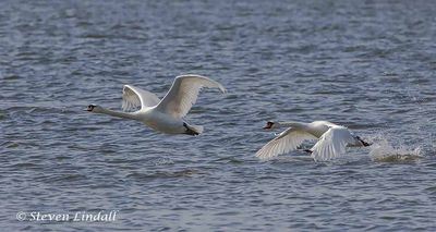 Mute Swans