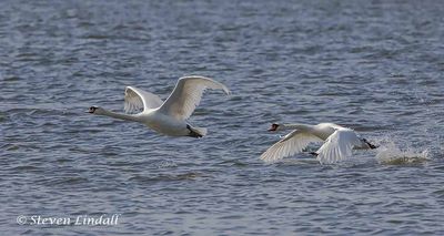 Wildfowl - Swans, Geese & Ducks
