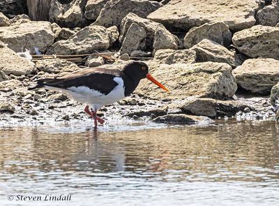 Oystercatcher