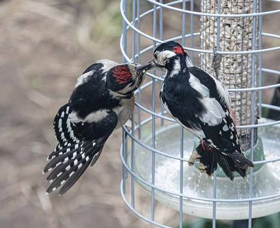 Great Spotted Woodpecker feeding juvenile