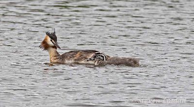 Great Crested Grebe and Chick