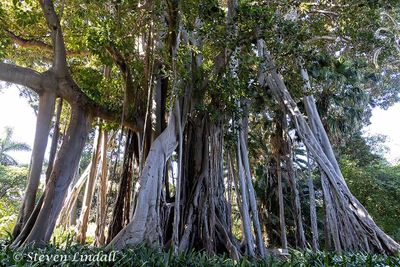 Lord Howe Fig 