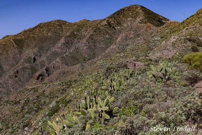 Los Gigantes