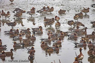 Wigeon