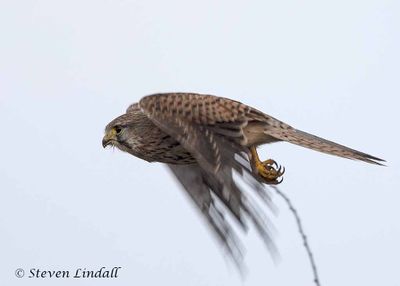 Kestrel