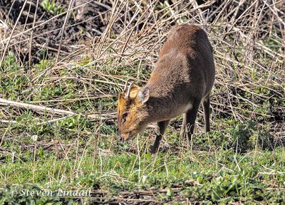 Muntjac Deer