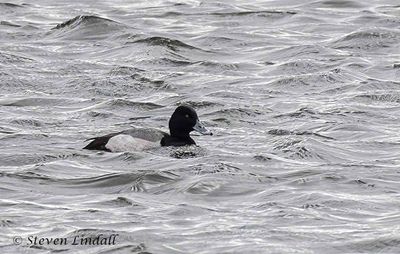 Lesser Scaup