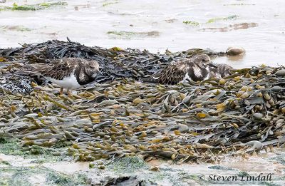 Turnstones