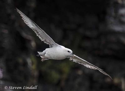 Gulls, Terns & Tubenoses