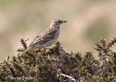 Meadow Pipit