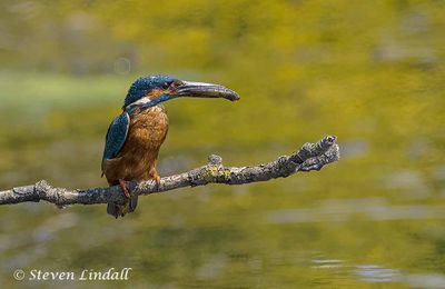 KIngfisher
