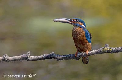 Kingfisher
