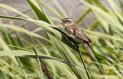 Tits & Warblers