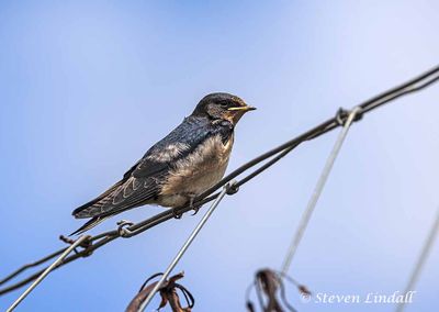 Swifts Swallows and Martins