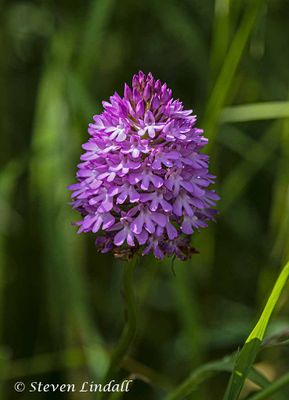 Pyramidal Orchid