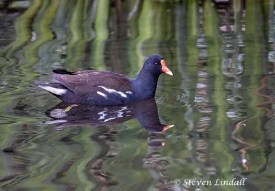 Wildfowl - Swans, Geese & Ducks