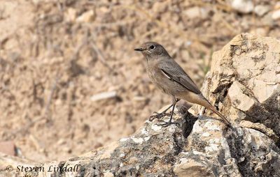 Israeli Birds