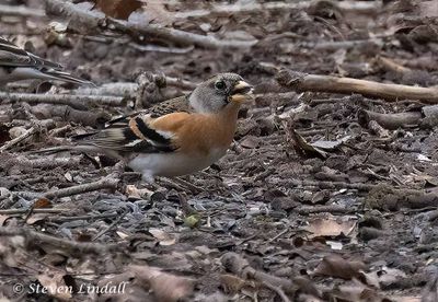 Finches and Buntings
