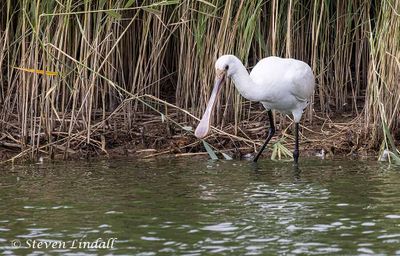 Juvenile Spoonbill 