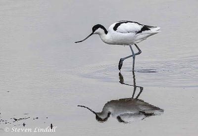 Avocet