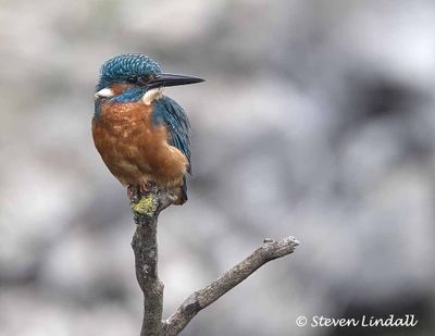 Kingfisher