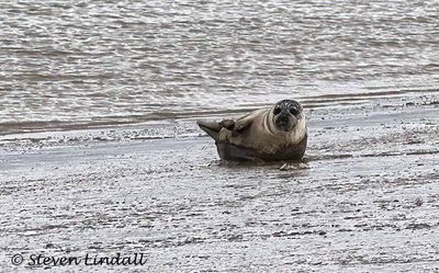 Harbour Seal