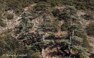 Cyprus Cedar