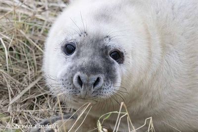 Grey Seal Pup