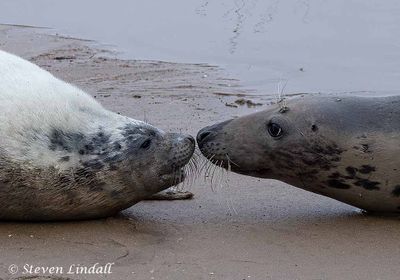 Seals & Sealions