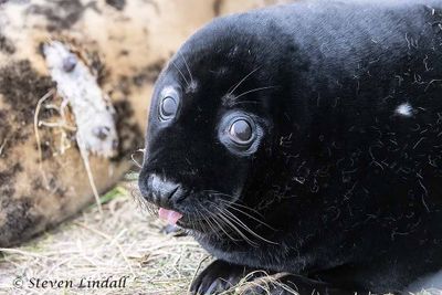 Grey Seal Pup.
