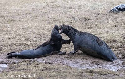 Two male Grey Seals Fighting