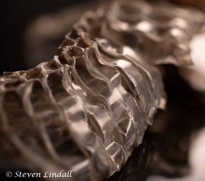 Adder Skin