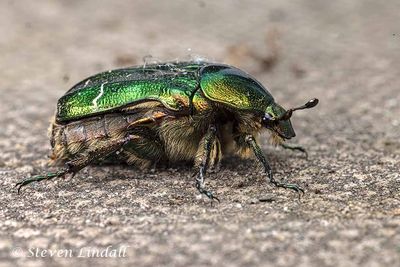 Arthropods