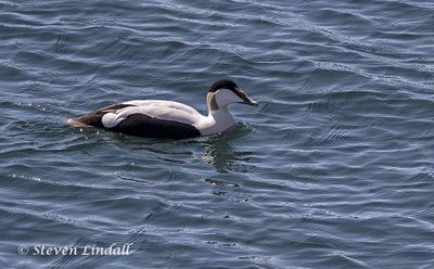 Seabirds