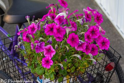 flowers miscellaneous
